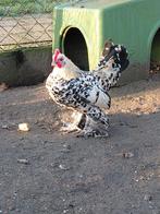 Haantje kriel, Dieren en Toebehoren, Pluimvee, Mannelijk, Kip