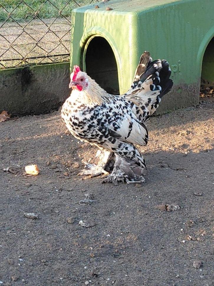 Haantje kriel, Dieren en Toebehoren, Pluimvee, Kip, Mannelijk