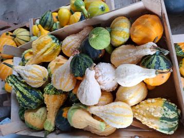 Sierfruit beschikbaar voor biedingen