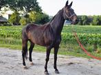 Merrie. Bwp. Spring gefokt. 13 jr., Dieren en Toebehoren, Merrie