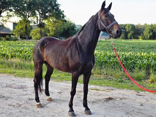 Merrie. Bwp. Spring gefokt. 13 jr., Dieren en Toebehoren, Paarden, Merrie