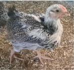 Orpington haantjes zilverpatrijs, Dieren en Toebehoren, Vogels | Overige Vogels, Mannelijk, Tam