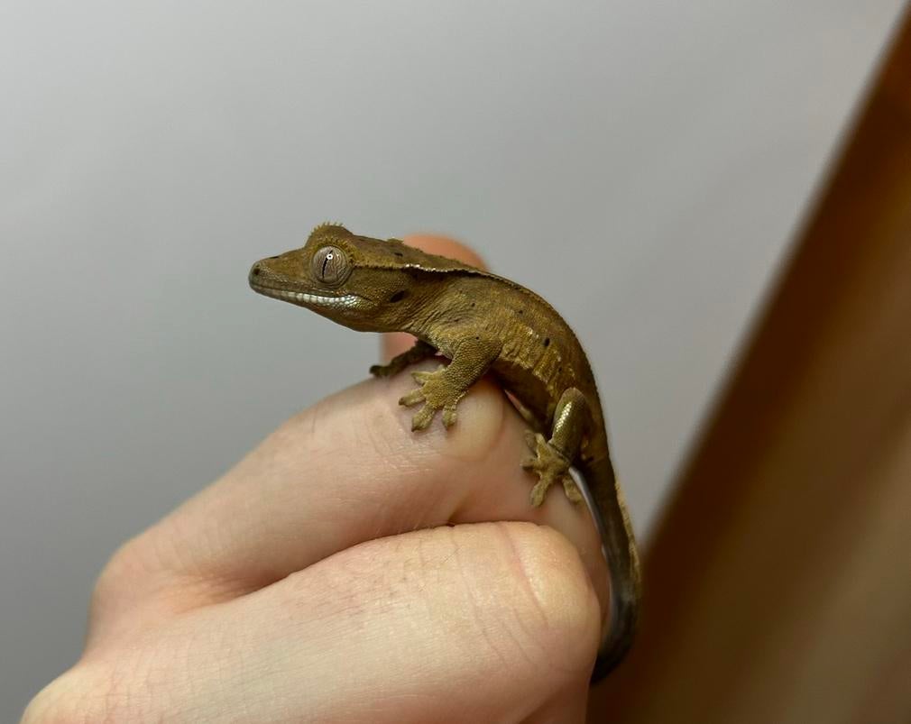 Gecko à cils pour bébé, Animaux & Accessoires, Reptiles & Amphibiens, Lézard, 0 à 2 ans