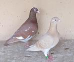Meulemans x sion postduiven, Dieren en Toebehoren, Vogels | Duiven, Meerdere dieren, Postduif