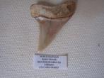 Sublime dent d'Isurus Hastalis (requin), Miocène Huarra, Fossile, Enlèvement ou Envoi