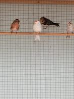 barmsijzen, Dieren en Toebehoren, Vogels | Overige Vogels, Geslacht onbekend, Wildzangvogel