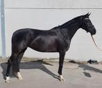 4jarige dressuurtopper, Cheval de dressage, 165 à 170 cm, L, Vermifugé