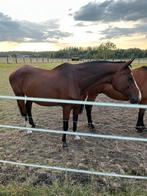 (Fok)merrie te koop, Dieren en Toebehoren, Merrie