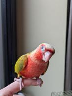 Baby Pyrrhura High red, Dieren en Toebehoren, Geslacht onbekend, Papegaai, Tam