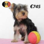 Fiona, Yorkshire teefje op zoek naar een zachte mandje, Dieren en Toebehoren, Yorkshire Terriër, België, 15 weken tot 1 jaar, Handelaar