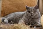 brits korthaar kater, Dieren en Toebehoren, Katten en Kittens | Raskatten | Korthaar, 0 tot 2 jaar, Kater, Gechipt