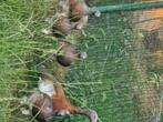 Sierganzen 2025, Dieren en Toebehoren, Pluimvee, Meerdere dieren, Gans of Zwaan