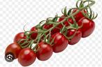 Bio tomatenplanten, per plant voor 1 euro, Tuin en Terras, Planten | Tuinplanten, Ophalen