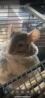 Chinchilla bokje, Animaux & Accessoires, Rongeurs, Mâle, Chinchilla, Domestique