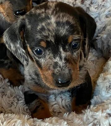 teckel pups,dwerg,reutje,merle,TIELT-WINGE, Poils courts, Chien (mâle), Parvovirose, Belgique