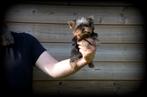 Yorkshire Terrier pups toy, CDV (hondenziekte), Meerdere, Teef, 8 tot 15 weken