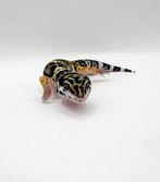 Femelle gecko léopard, Dieren en Toebehoren, Ophalen, Nieuw, Overige typen