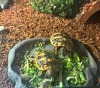 2 x griekse landschildpadjes Testudo hermanni, Dieren en Toebehoren, Reptielen en Amfibieën, Schildpad, Tam, 0 tot 2 jaar