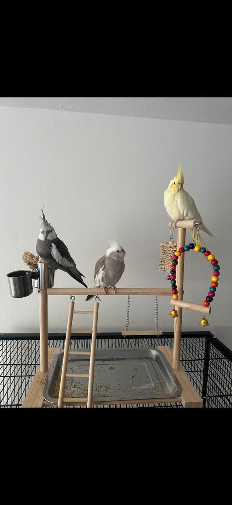 3 tamme valkparkieten incl toebehoren, Dieren en Toebehoren, Vogels | Parkieten en Papegaaien, Parkiet, Meerdere dieren, Pratend