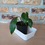 lepelplant, Huis en Inrichting, Kamerplanten, Ophalen, Overige soorten, Halfschaduw, In pot