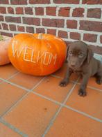 Prachtig chocolade bruin labrador TEEFJE, België, Fokker | Hobbymatig, CDV (hondenziekte), 8 tot 15 weken