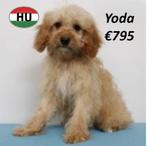 Cavapoo - Lieve pups te koop, 15 weken tot 1 jaar, Buitenland, CDV (hondenziekte), Meerdere