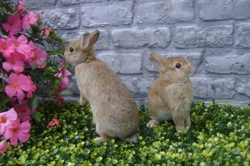 Mini dwergkonijntjes, Dieren en Toebehoren, Konijnen, Dwerg, Mannelijk