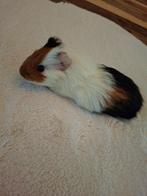 Cavia beertje, Dieren en Toebehoren, Knaagdieren, Cavia, Mannelijk, Tam, Oktober