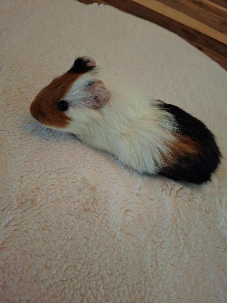 Cavia beertje, Animaux & Accessoires, Rongeurs, Mâle, Cobaye, Octobre, Domestique