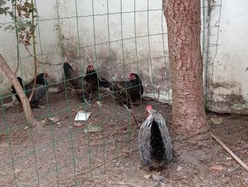 Krielkippen, Dieren en Toebehoren, Pluimvee, Vrouwelijk, Kip