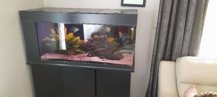 Aquarium et accessoires, Animaux & Accessoires, Poissons | Aquariums & Accessoires, Utilisé, Enlèvement