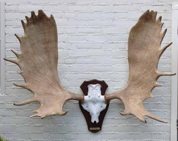 Groot ALASKA ELAND GEWEI op aluminium schedel ("MOOSE")