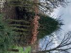 Taxus kegel  2.5 meter, Tuin en Terras, Ophalen, Taxus, Struik, 100 tot 250 cm