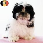Shih Tzu pups te koop, België, 15 weken tot 1 jaar, CDV (hondenziekte), Meerdere