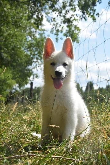 Heel mooie Zwitserse Witte Herder pups  beschikbaar voor biedingen
