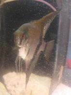 grote maanvissen mix, Dieren en Toebehoren, Vissen | Aquariumvissen, Vis, Zoetwatervis