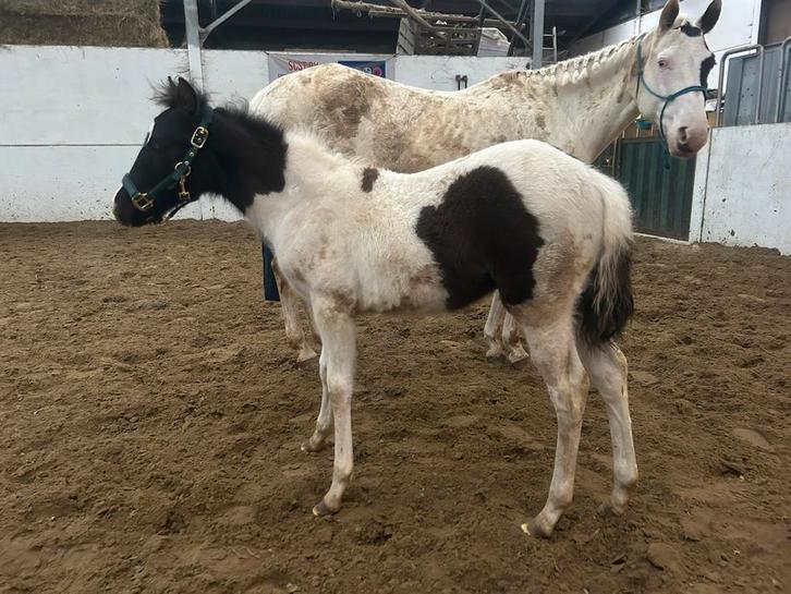 Schattig zwart-bont merrieveulen, Dieren en Toebehoren, Paarden