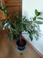 Ficus Elatica, Ophalen, Zo goed als nieuw