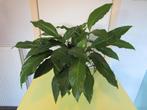 Grote Lepelplant - Spathiphylum, Autres espèces, En pot, Plante à fleurs, Moins de 100 cm