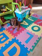 Langharige dwergteckel pups, Belgique, Poils longs, Plusieurs, 8 à 15 semaines