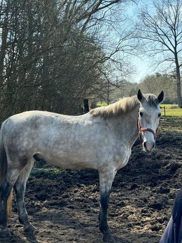 Paard  beschikbaar voor biedingen