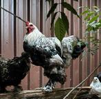 Brahma haan 1jaar, Dieren en Toebehoren, Pluimvee, Mannelijk, Kip