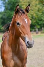 HENGSTVEULEN VAN JACK THE ROBIN XX, Dieren en Toebehoren, Paarden, Springpaard, Niet van toepassing, 0 tot 2 jaar, Hengst