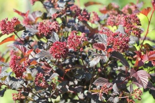 Physocarpus opulifolius lady in red (sneeuwbalspiraea), Tuin en Terras, Planten | Struiken en Hagen, Struik, Overige soorten, 100 tot 250 cm