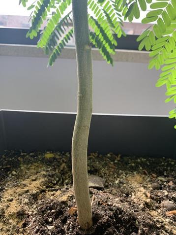Delonix Regia beschikbaar voor biedingen