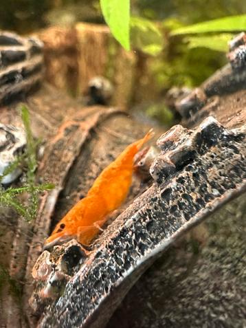 Neocaridina mix beschikbaar voor biedingen