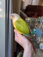 Baby Pyrrhura's 8 weken oud, Meerdere dieren, Papegaai, Geringd