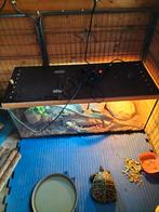 Mooie baardagaam met terarium, Dieren en Toebehoren, Ophalen, Zo goed als nieuw