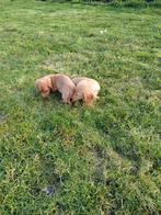 Prachtige langharige teckel pups met stamboom, Dieren en Toebehoren, België, Parvo, 8 tot 15 weken, Dwerg