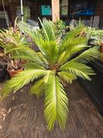 cycas revoluta / vredespalm, Ophalen